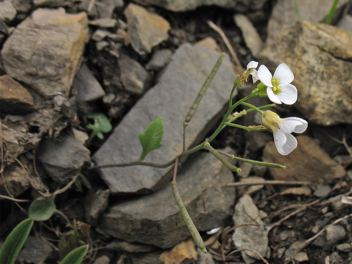 Изображение особи Arabidopsis neglecta.