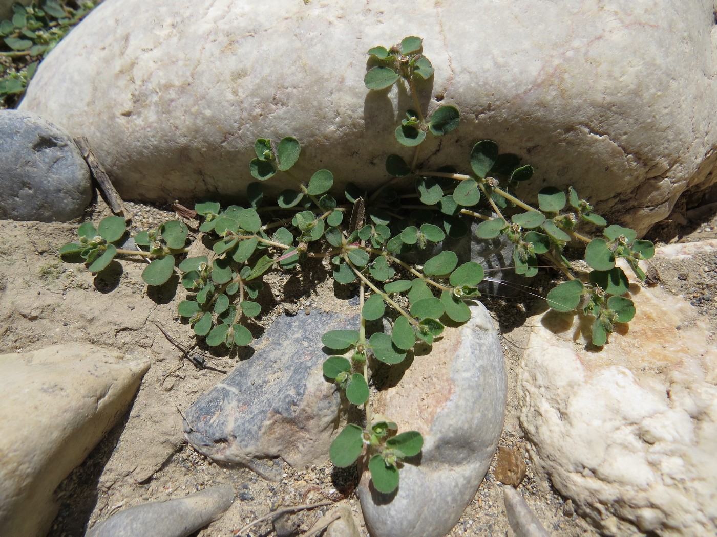 Image of Euphorbia canescens specimen.