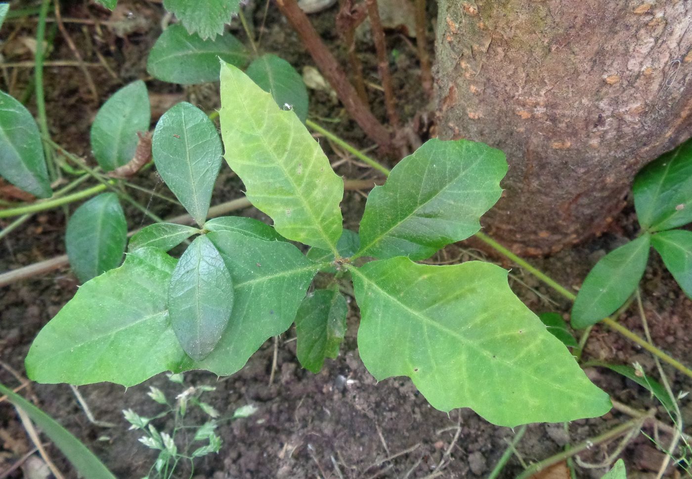 Image of Quercus rubra specimen.