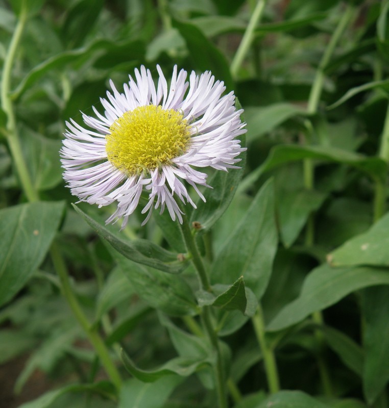 Image of Erigeron speciosus specimen.