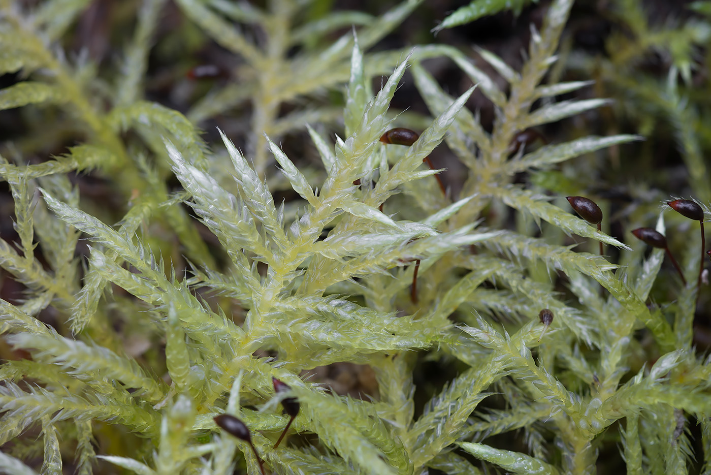 Изображение особи Cirriphyllum piliferum.