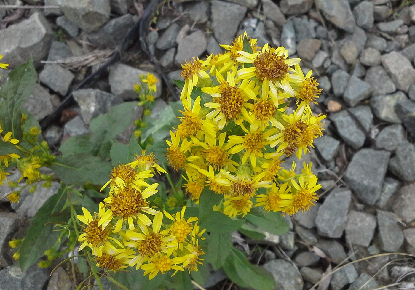 Image of Solidago virgaurea ssp. lapponica specimen.