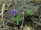 Viola milanae