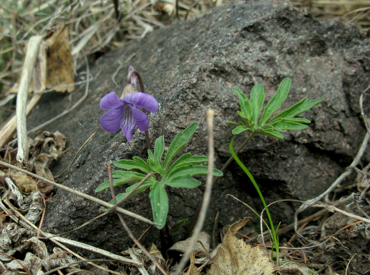 Изображение особи Viola milanae.