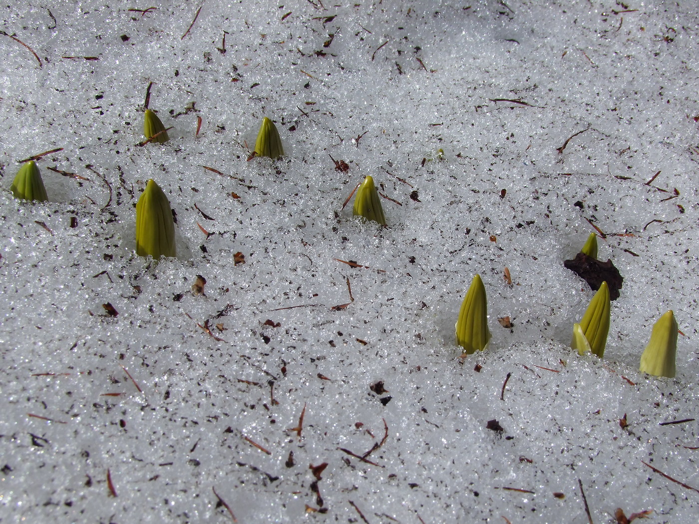 Изображение особи Veratrum oxysepalum.