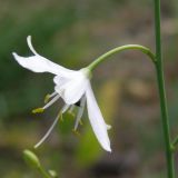 Anthericum ramosum