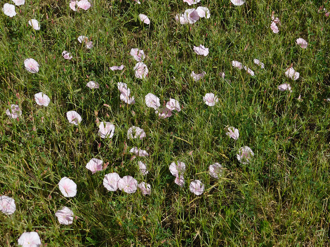 Image of Convolvulus cantabrica specimen.