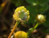 Tripleurospermum inodorum