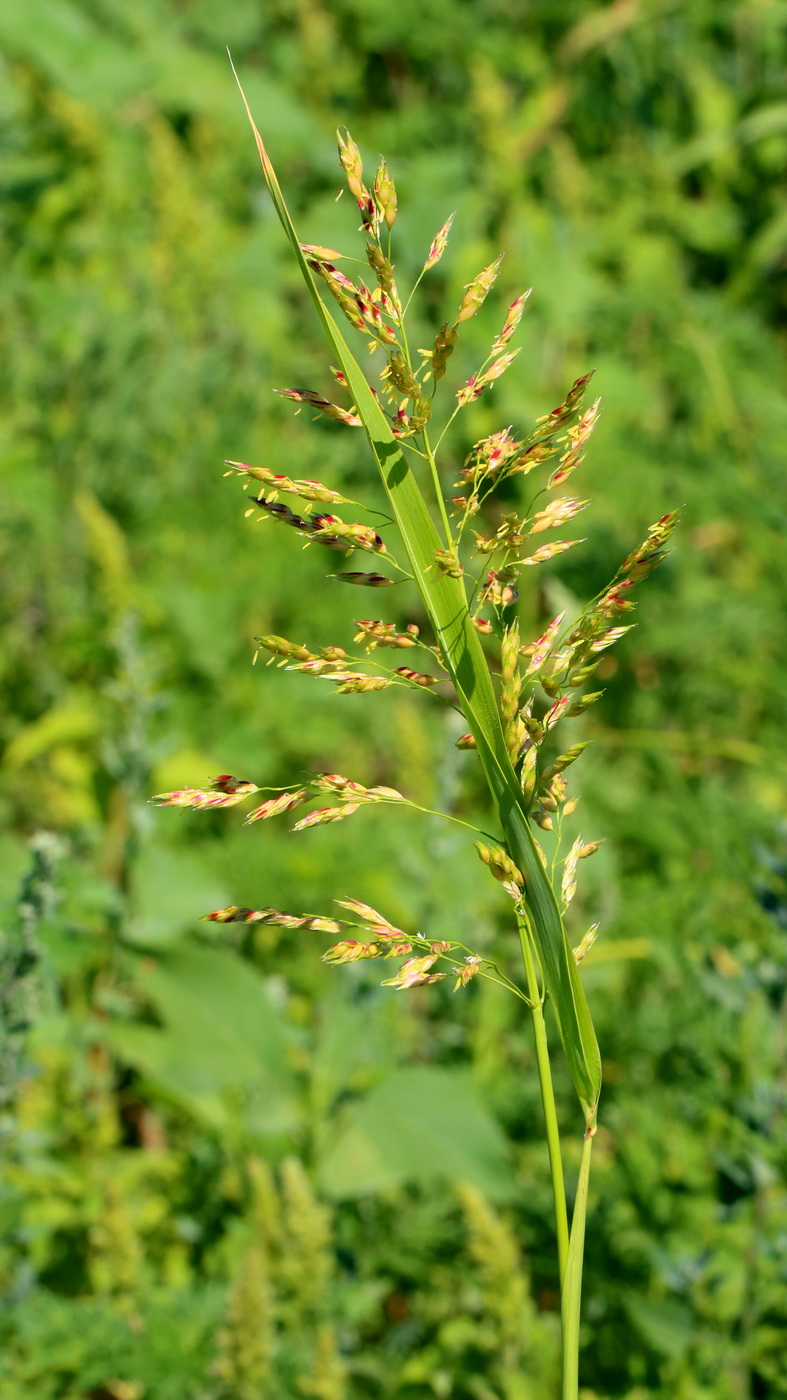 Image of Sorghum &times; drummondii specimen.