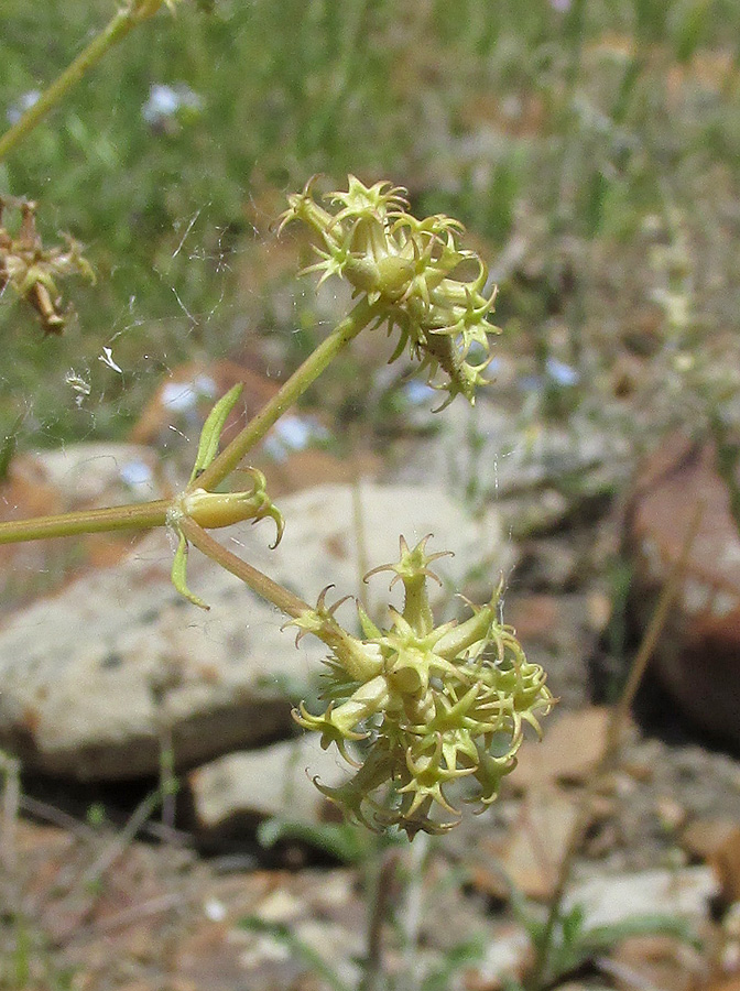 Image of Valerianella uncinata specimen.