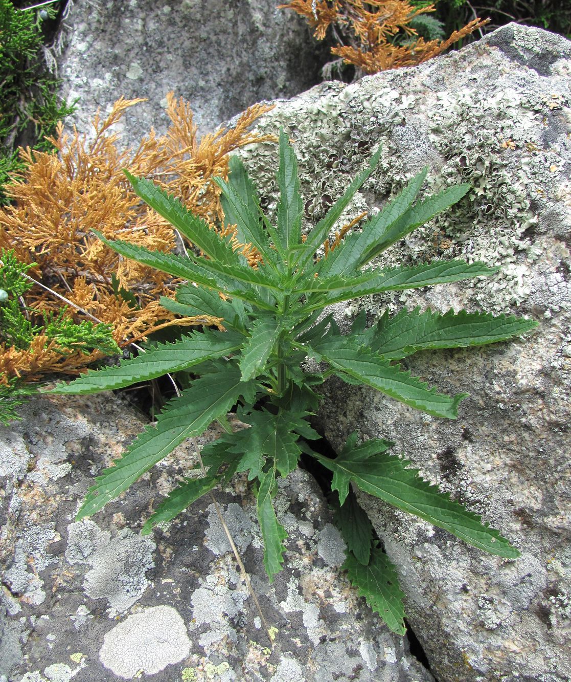 Изображение особи Scrophularia orientalis.