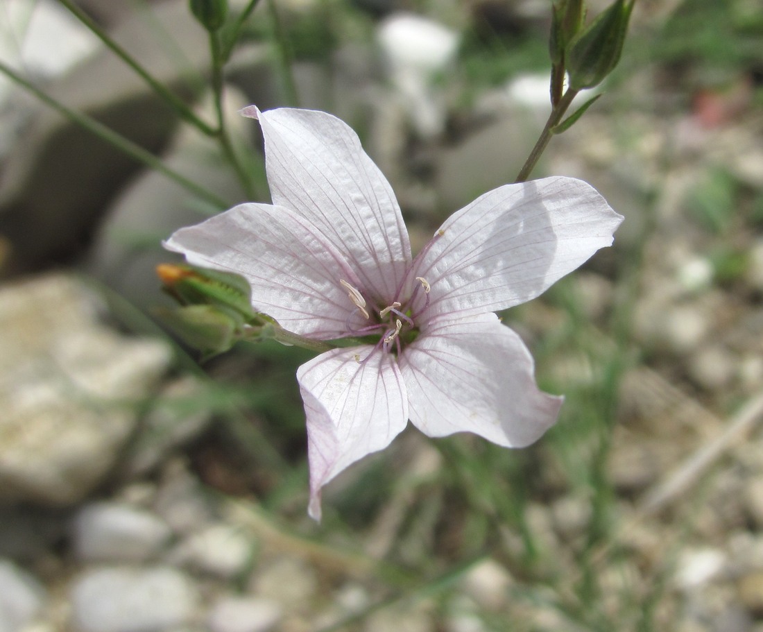 Image of Linum tenuifolium specimen.