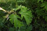 Heracleum sosnowskyi