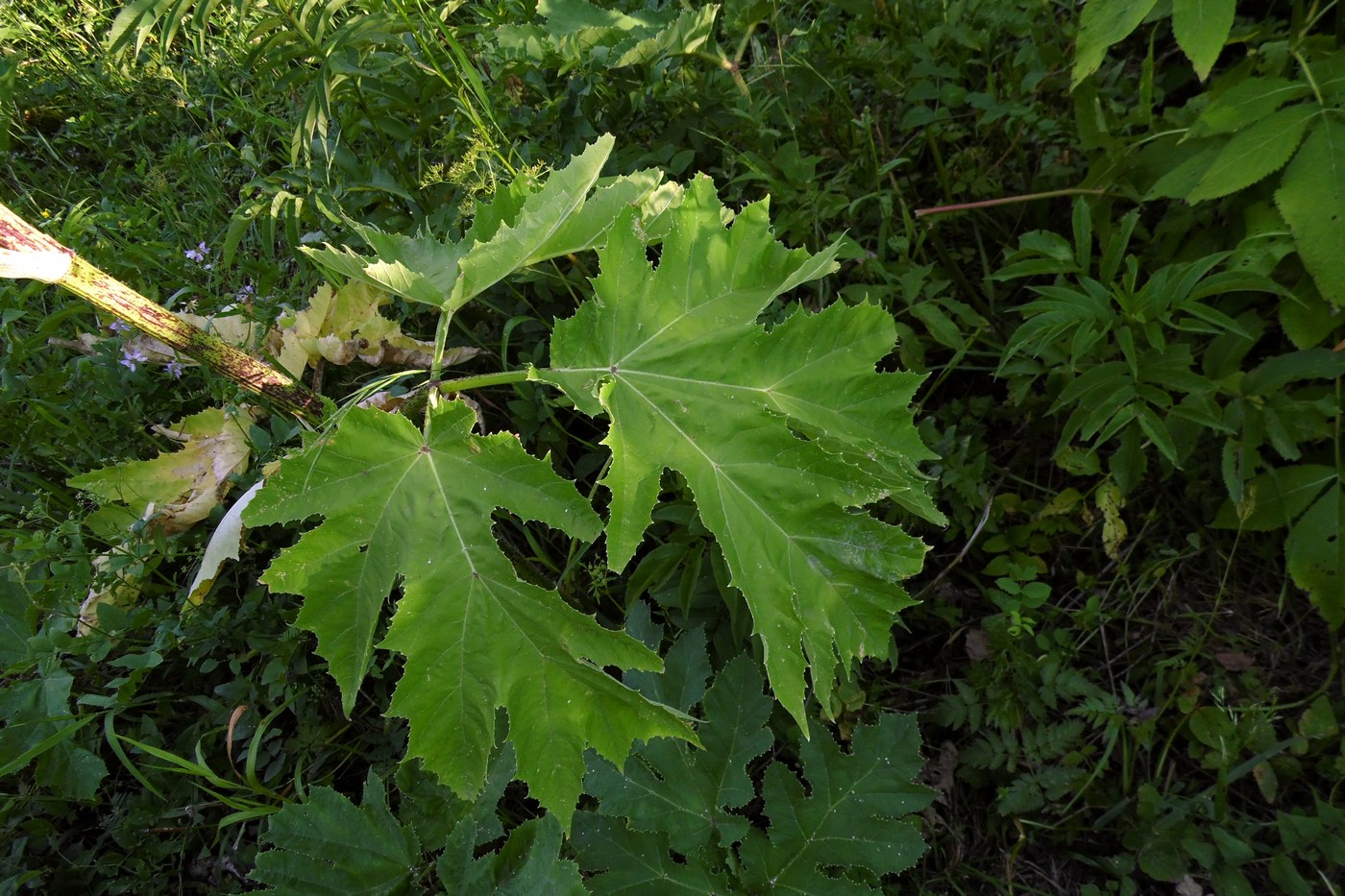 Image of Heracleum sosnowskyi specimen.