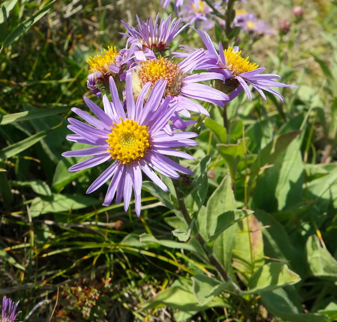 Изображение особи Aster ibericus.