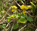 Viola biflora