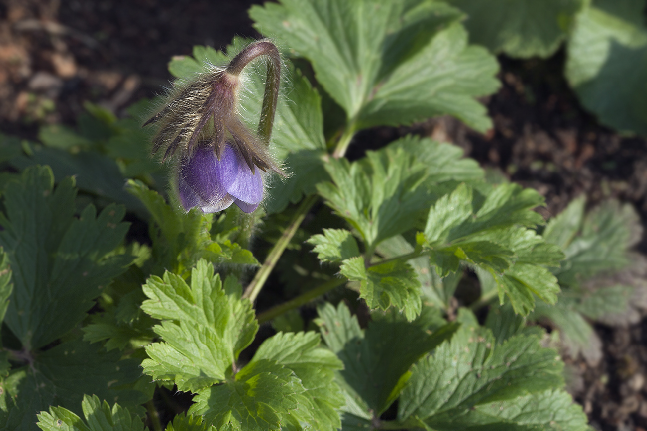 Image of Pulsatilla ajanensis specimen.