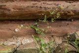 Cerastium davuricum