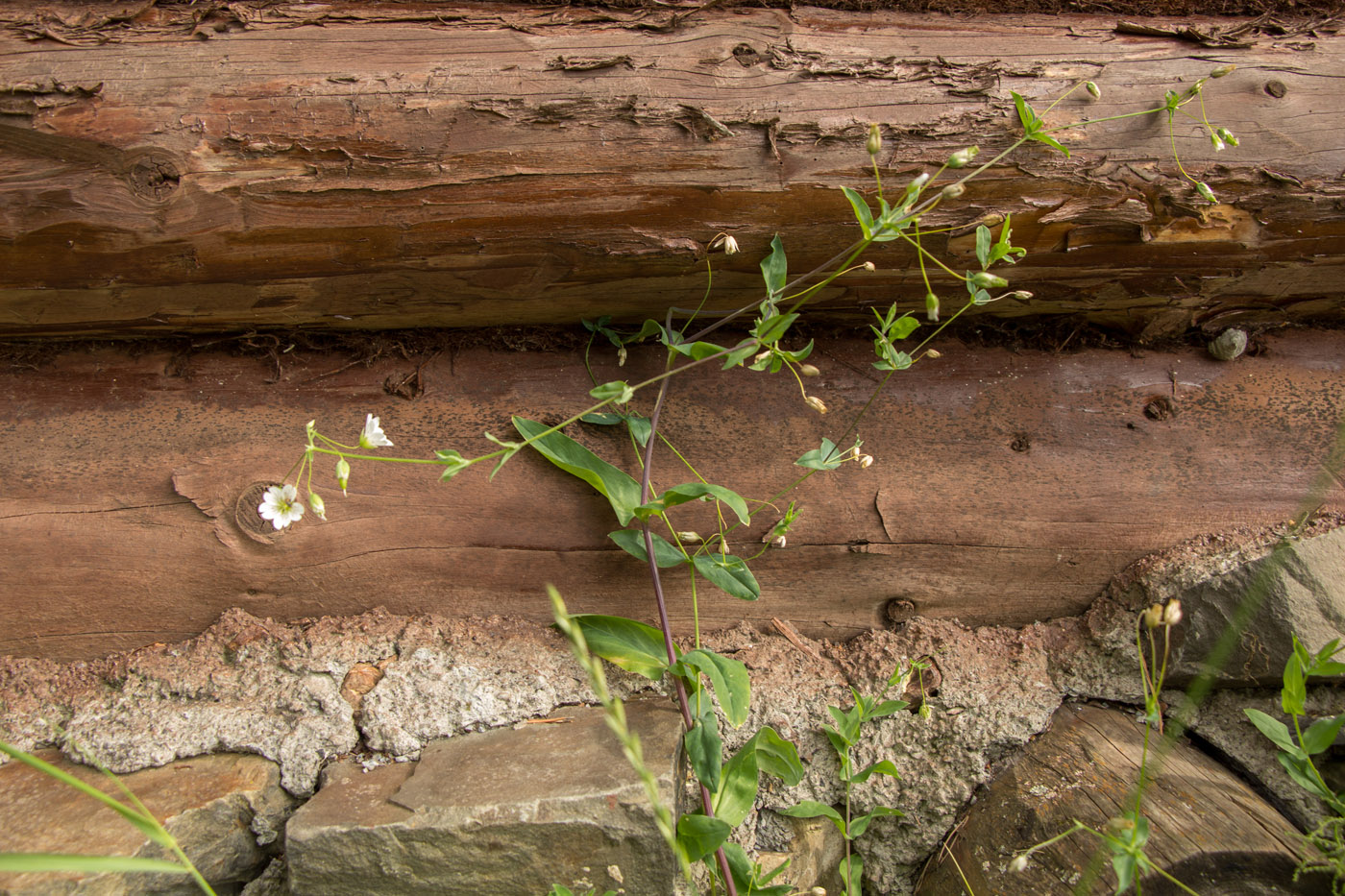 Image of Cerastium davuricum specimen.