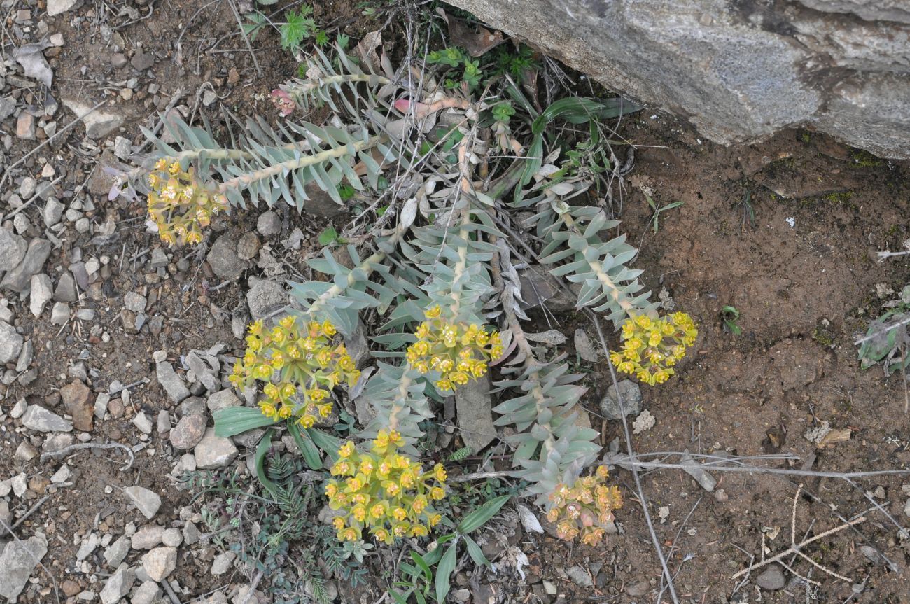 Изображение особи Euphorbia rigida.