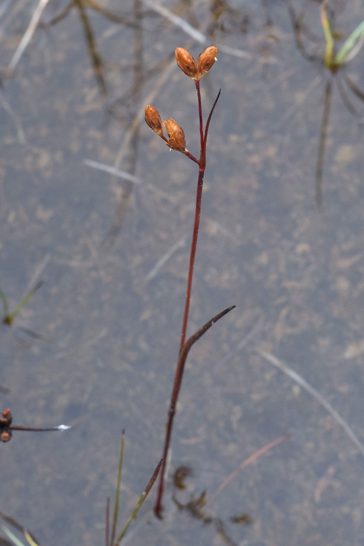 Image of Juncus stygius specimen.