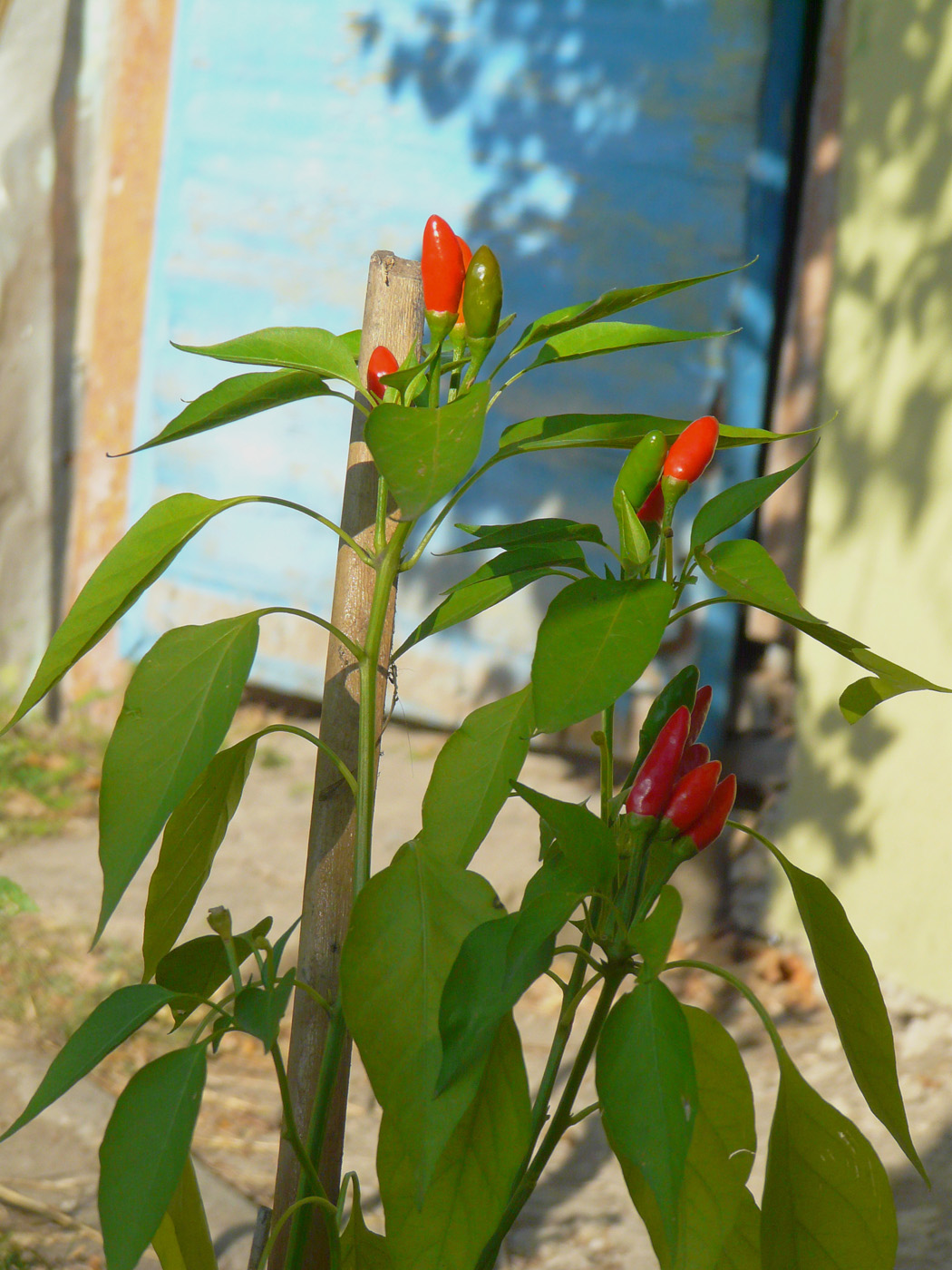 Изображение особи Capsicum annuum.