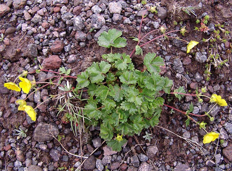 Изображение особи Potentilla gelida.