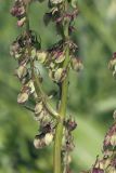 Rumex gmelinii. Часть соцветия. Сахалинская обл., Охинский р-н, окр. г. Оха, залив Уркт, заболоченный приморский луг. 23.07.2017.