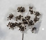 familia Apiaceae. Соплодие, припорошенное снегом. Башкортостан, Белорецкий р-н, Узянский сельсовет, окр. с. Узян, хр. Суртанды, гребень. 2 ноября 2019 г.