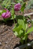 Cypripedium macranthos