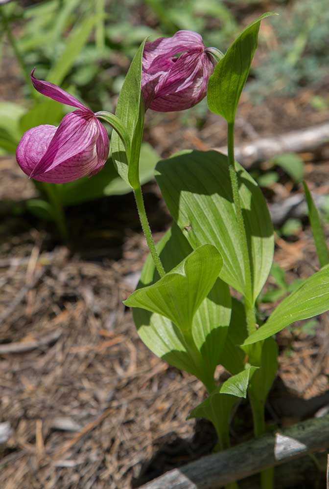 Image of Cypripedium macranthos specimen.