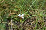 Romulea columnae