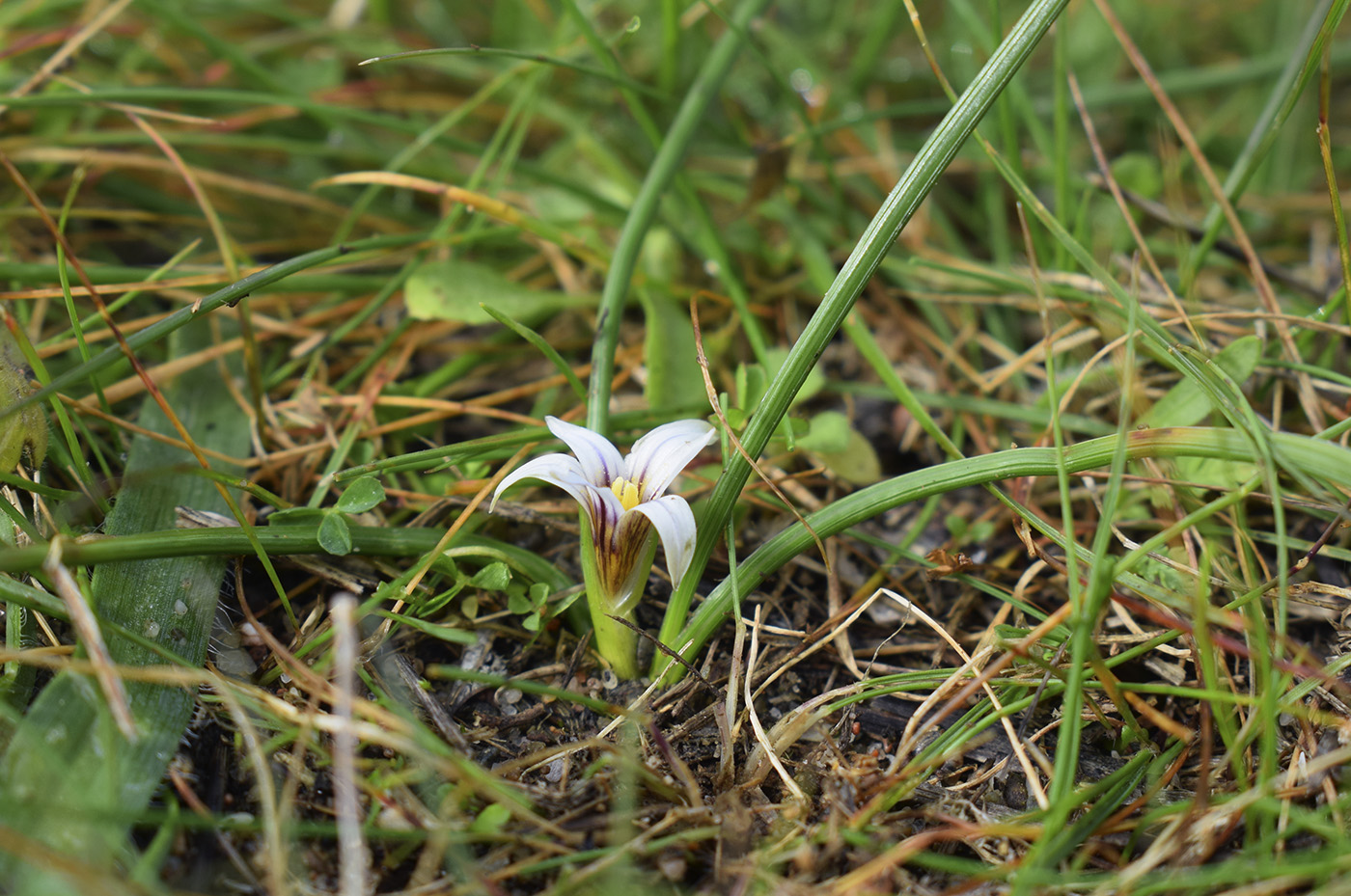 Изображение особи Romulea columnae.