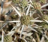 Eryngium campestre. Соцветие. Волгоградская обл., Светлоярский р-н, окр. села Червлёное, степь. 08.08.2018.