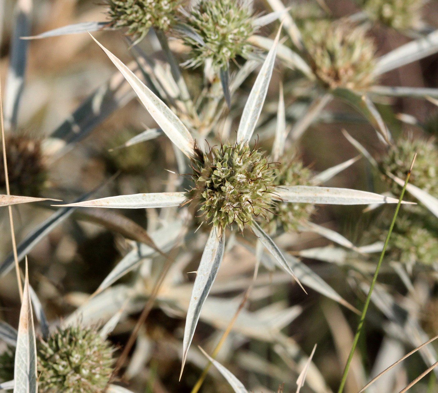 Изображение особи Eryngium campestre.