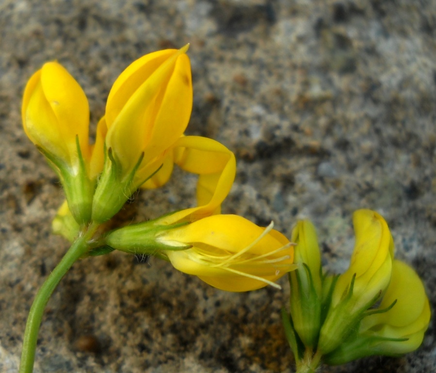 Image of Lotus komarovii specimen.