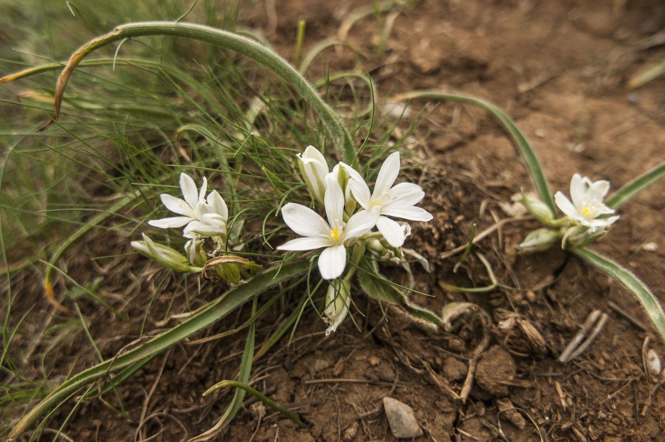 Image of Ornithogalum fimbriatum specimen.