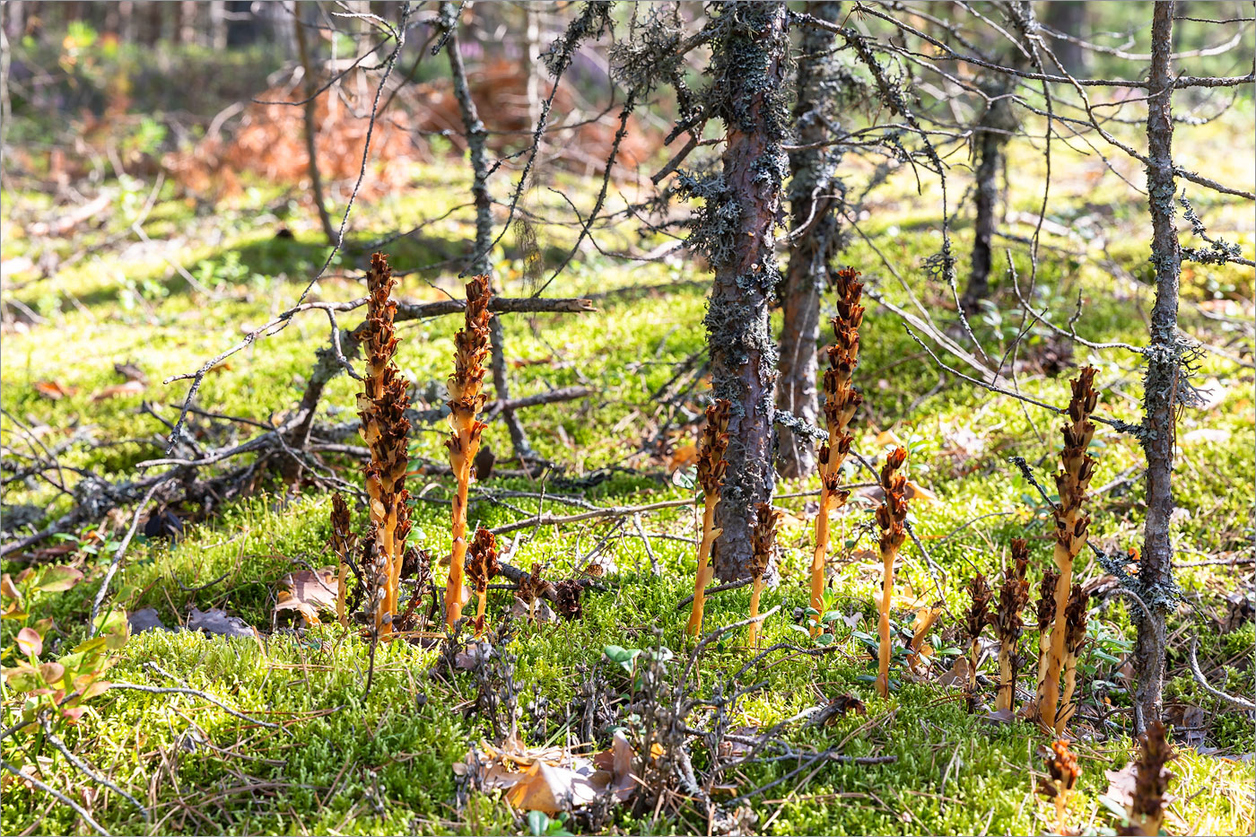 Изображение особи Hypopitys monotropa.