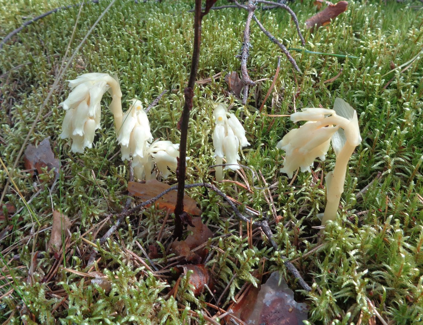 Image of Hypopitys monotropa specimen.