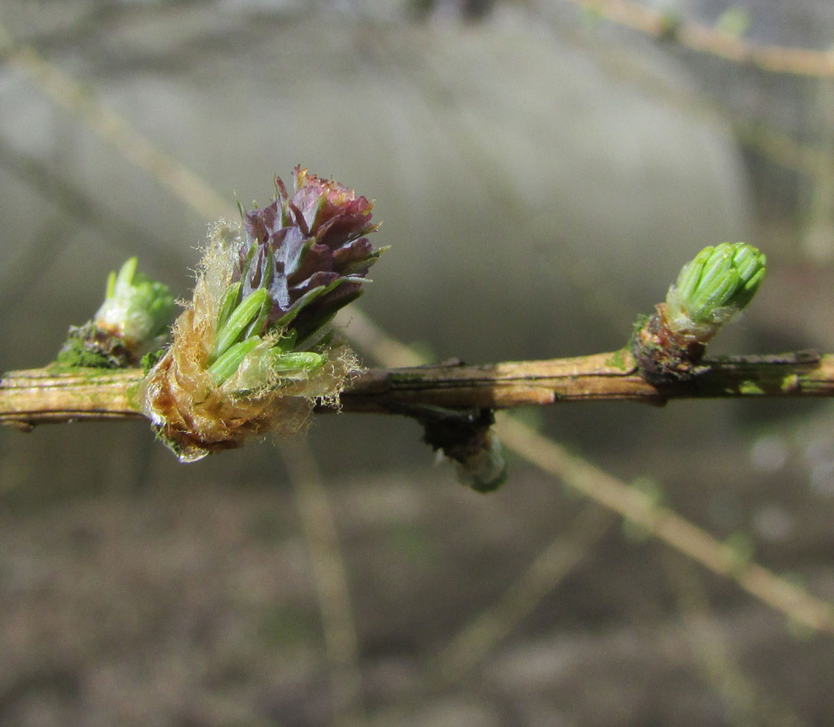 Изображение особи Larix principis-rupprechtii.