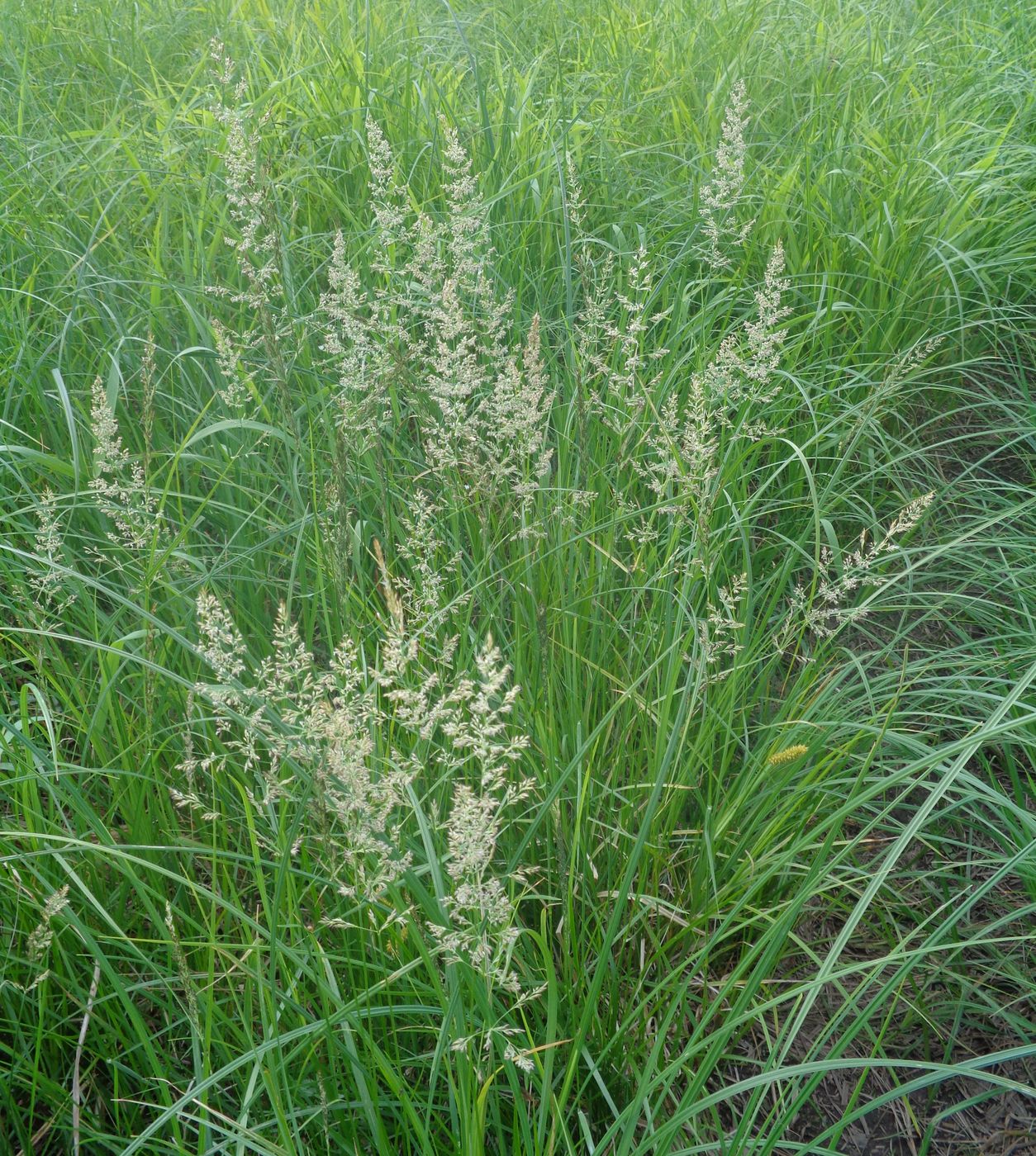 Изображение особи Calamagrostis neglecta.