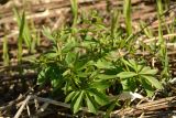 Ranunculus cassubicus