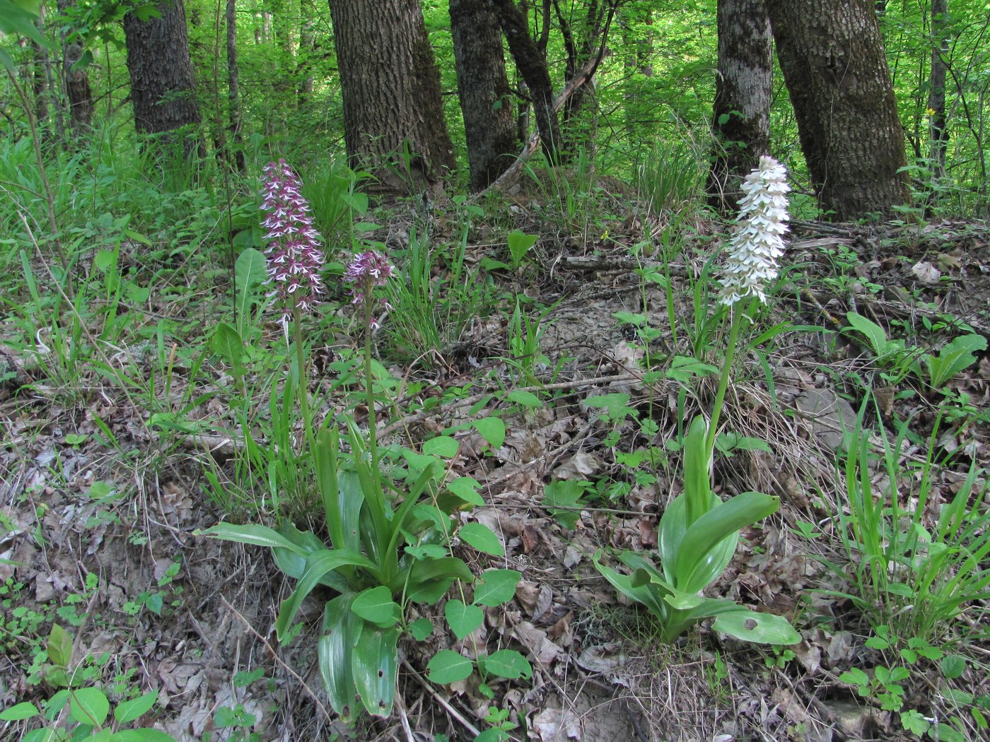 Image of Orchis purpurea ssp. caucasica specimen.