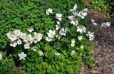 Anemone sylvestris