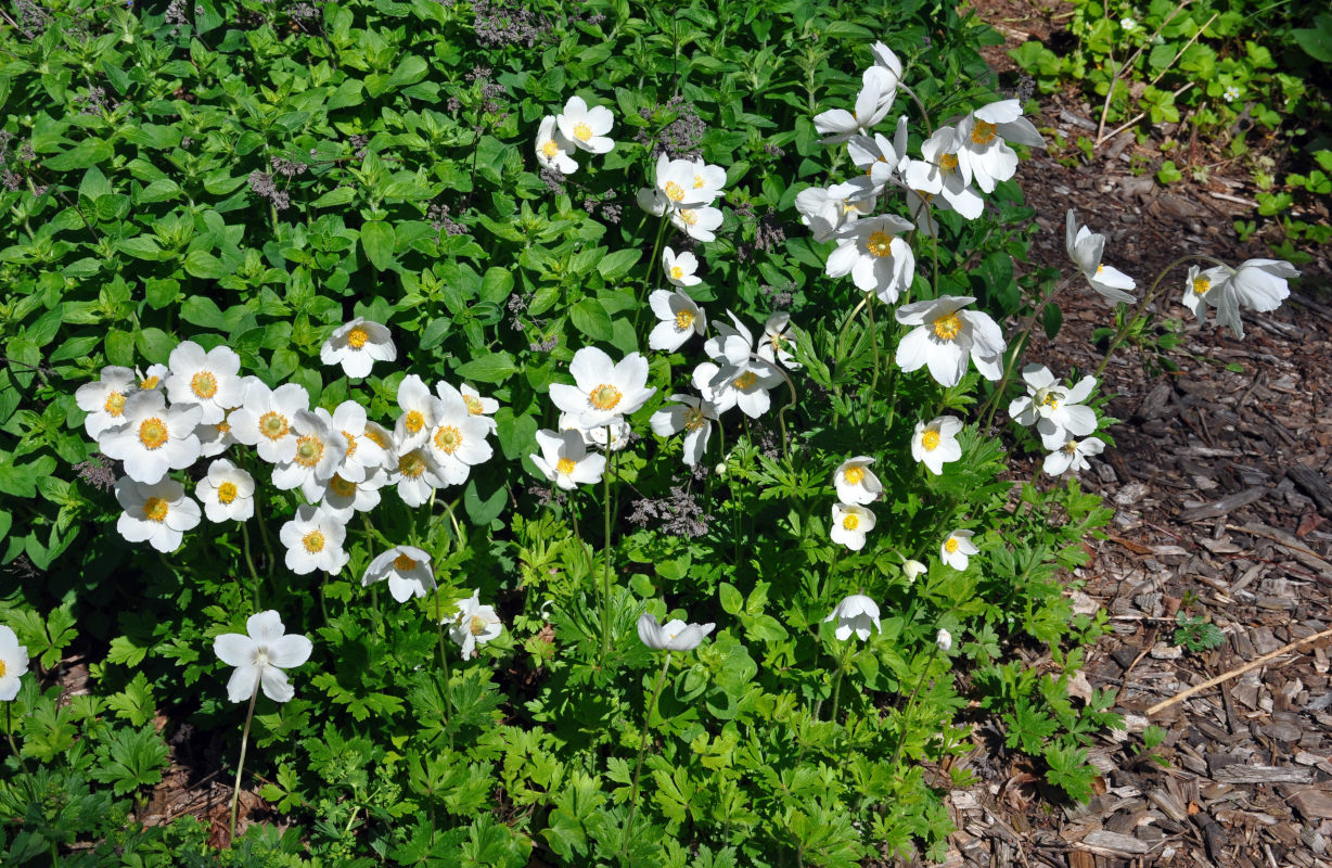 Изображение особи Anemone sylvestris.