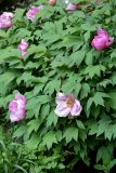 Paeonia suffruticosa. Цветки и части листьев. Санкт-Петербург, Приморский р-н, окр. просп. Испытателей и Гаккелевской ул., в культуре. 29.05.2020.