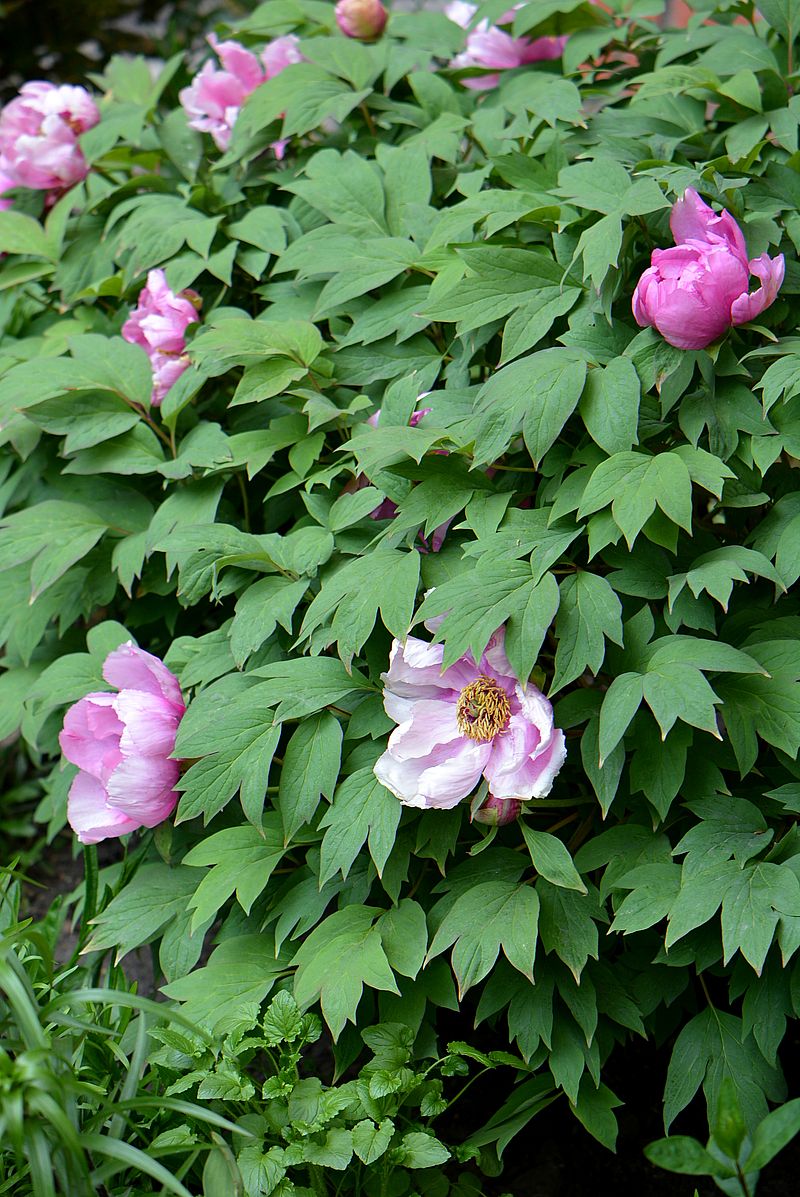 Image of Paeonia suffruticosa specimen.