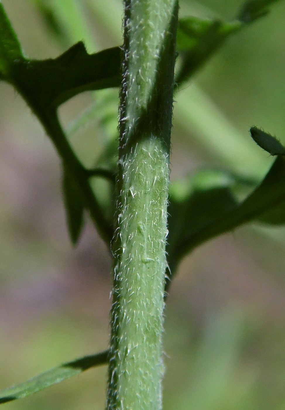 Image of Sisymbrium officinale specimen.