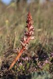 Orobanche callieri. Цветущее растение. Крым, Севастополь, плато Карань. 06.06.2020.