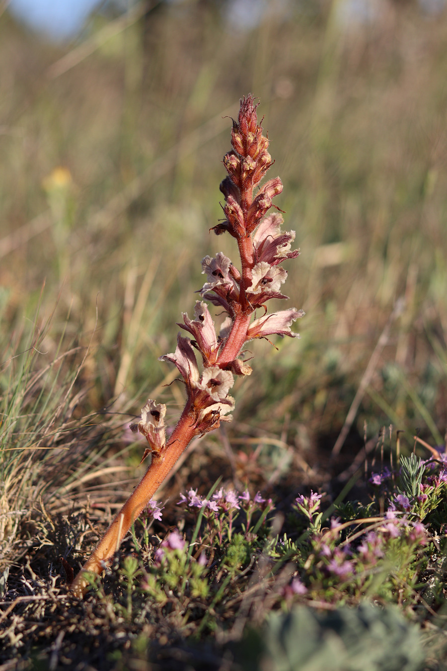 Изображение особи Orobanche callieri.